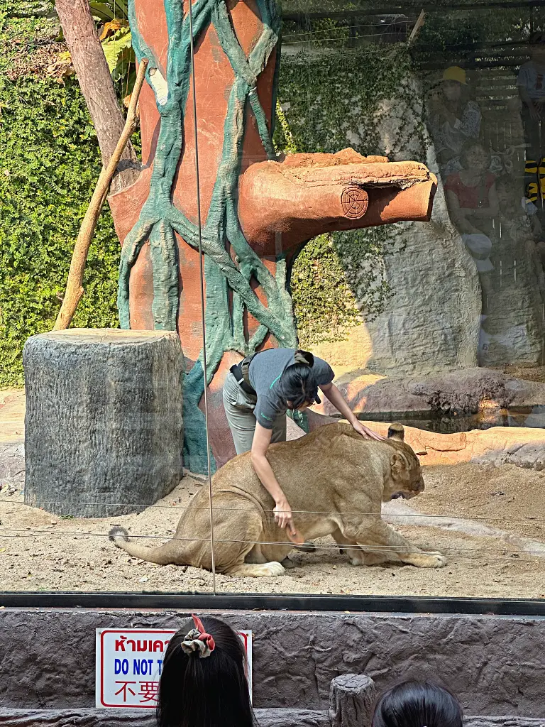 清邁景點「清邁夜間動物園」Chiang Mai Night Safari，下午入園就可以玩到晚上最佳行程攻略看這篇