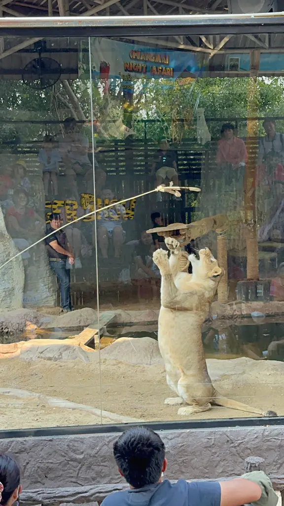 清邁景點「清邁夜間動物園」Chiang Mai Night Safari，下午入園就可以玩到晚上最佳行程攻略看這篇