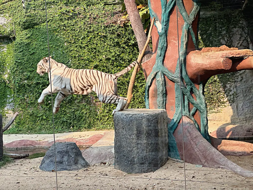 清邁景點「清邁夜間動物園」Chiang Mai Night Safari，下午入園就可以玩到晚上最佳行程攻略看這篇