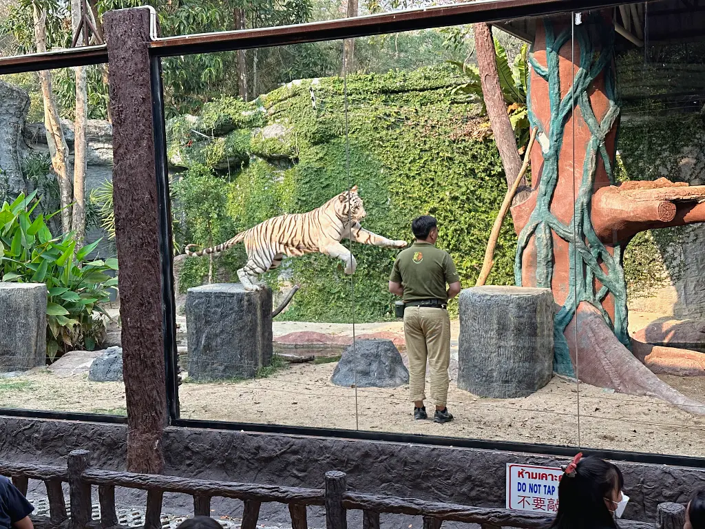 清邁景點「清邁夜間動物園」Chiang Mai Night Safari，下午入園就可以玩到晚上最佳行程攻略看這篇