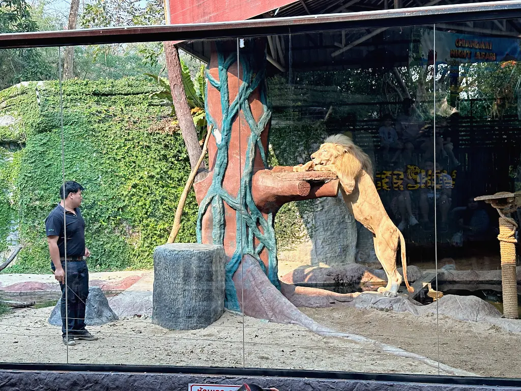 清邁景點「清邁夜間動物園」Chiang Mai Night Safari，下午入園就可以玩到晚上最佳行程攻略看這篇