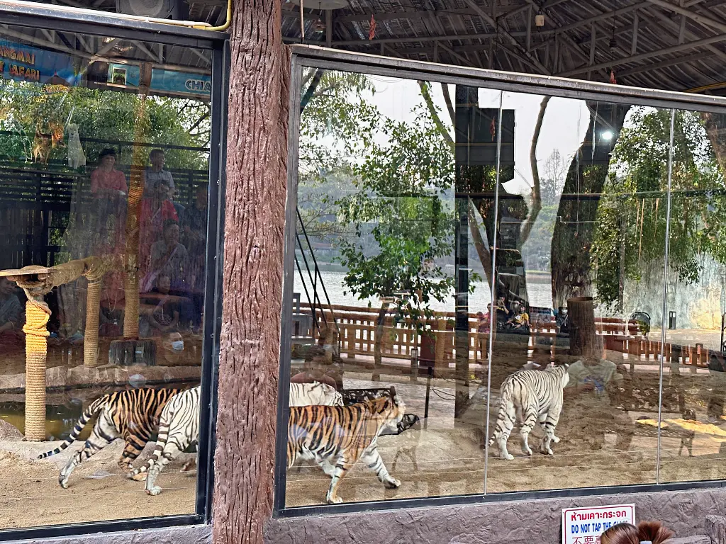 清邁景點「清邁夜間動物園」Chiang Mai Night Safari，下午入園就可以玩到晚上最佳行程攻略看這篇