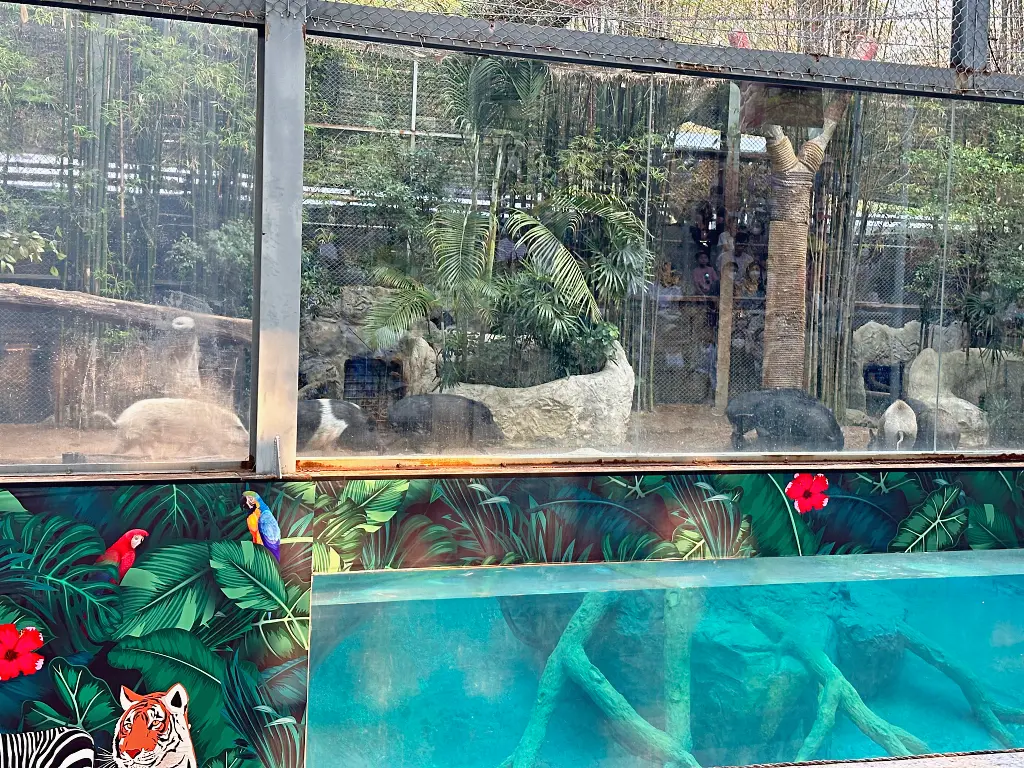 清邁景點「清邁夜間動物園」Chiang Mai Night Safari,下午入園就可以玩到晚上最佳行程攻略看這篇 清邁景點「清邁夜間動物園」Chiang Mai Night Safari,下午入園就可以玩到晚上最佳行程攻略看這篇
