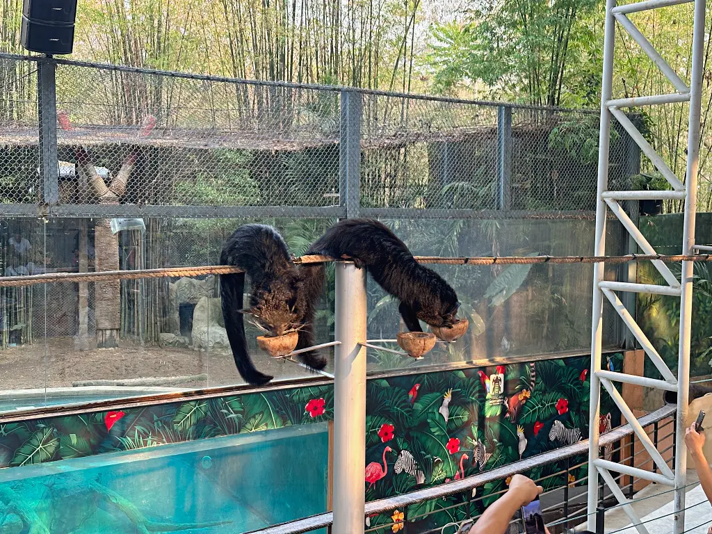 清邁景點「清邁夜間動物園」Chiang Mai Night Safari，下午入園就可以玩到晚上最佳行程攻略看這篇