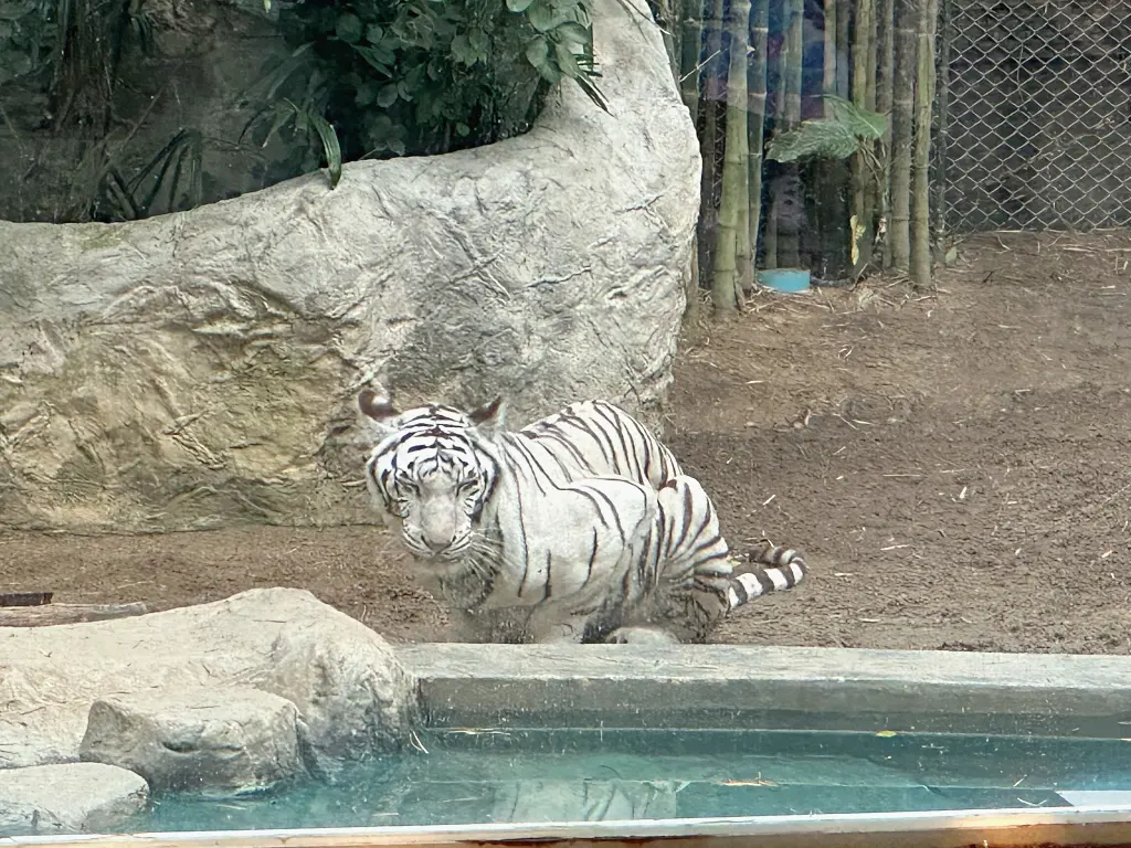 清邁景點「清邁夜間動物園」Chiang Mai Night Safari,下午入園就可以玩到晚上最佳行程攻略看這篇 清邁景點「清邁夜間動物園」Chiang Mai Night Safari,下午入園就可以玩到晚上最佳行程攻略看這篇