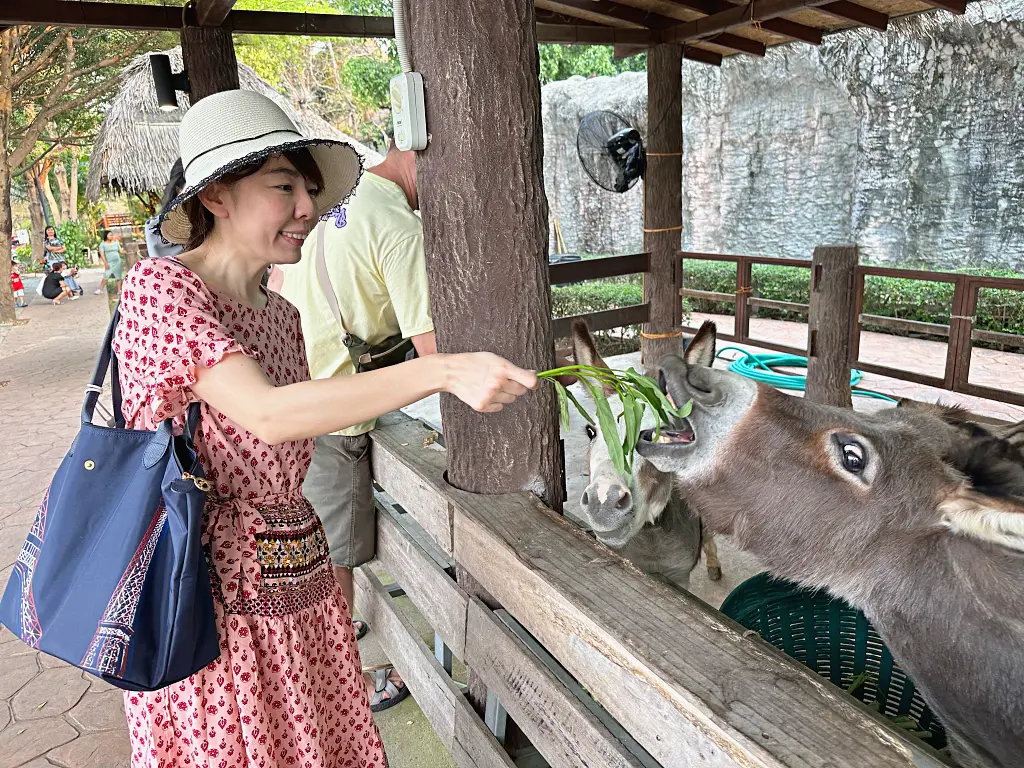 清邁景點「清邁夜間動物園」Chiang Mai Night Safari，下午入園就可以玩到晚上最佳行程攻略看這篇
