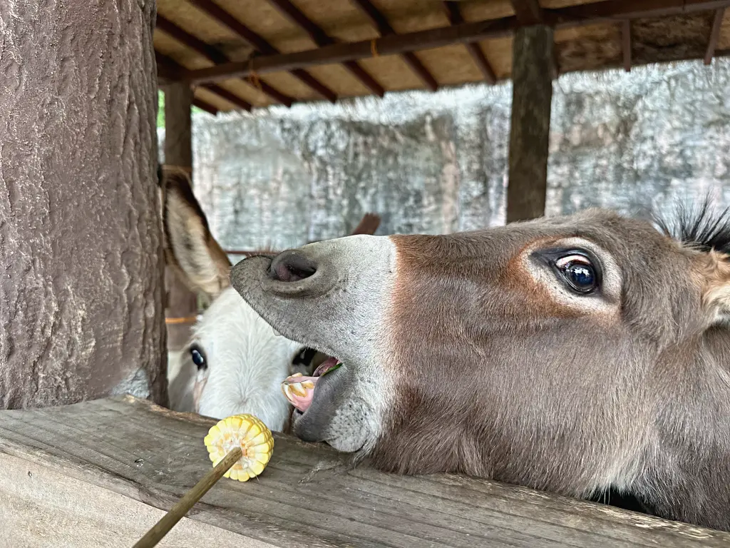 清邁景點「清邁夜間動物園」Chiang Mai Night Safari，下午入園就可以玩到晚上最佳行程攻略看這篇