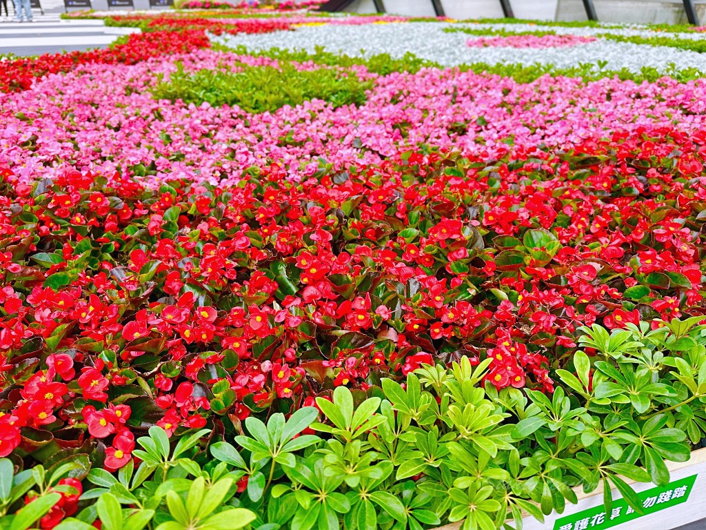 台北花節之城市花毯「花現蝶舞」劍潭捷運賞花免門票 順遊陽明山玩耍吃好料