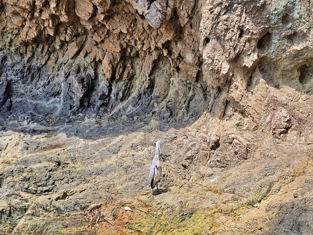 【廣島旅遊】「阿伏兔觀音」佇立懸崖海角上千年絕景寺廟驚見乳房御守太新奇此生必去 【廣島旅遊】「阿伏兔觀音」佇立懸崖海角上千年絕景寺廟驚見乳房御守太新奇此生必去
