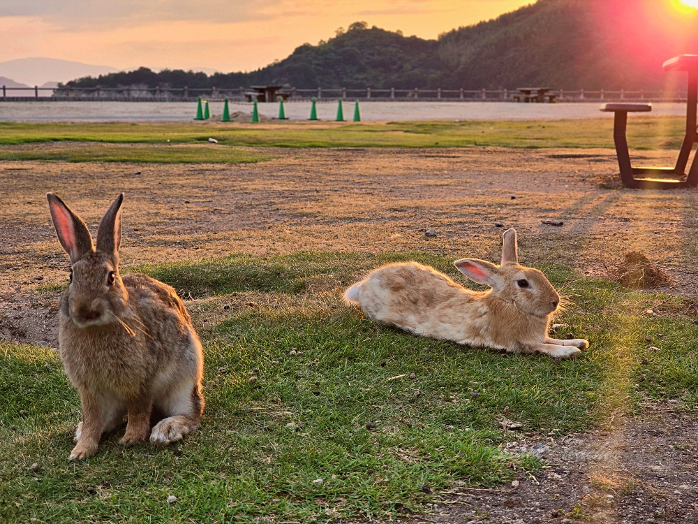 【廣島旅遊】廣島兔子島「大久野島休暇村住宿一泊二食」不跟團自駕坐船登島超EASY