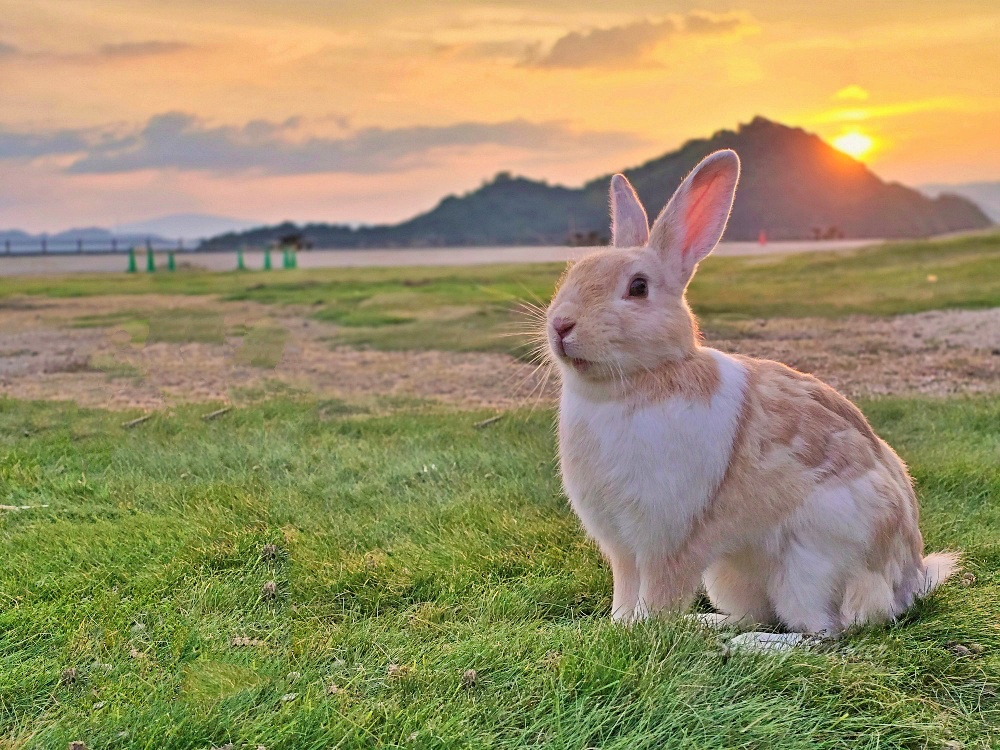 【廣島旅遊】廣島兔子島「大久野島休暇村住宿一泊二食」不跟團自駕坐船登島超EASY