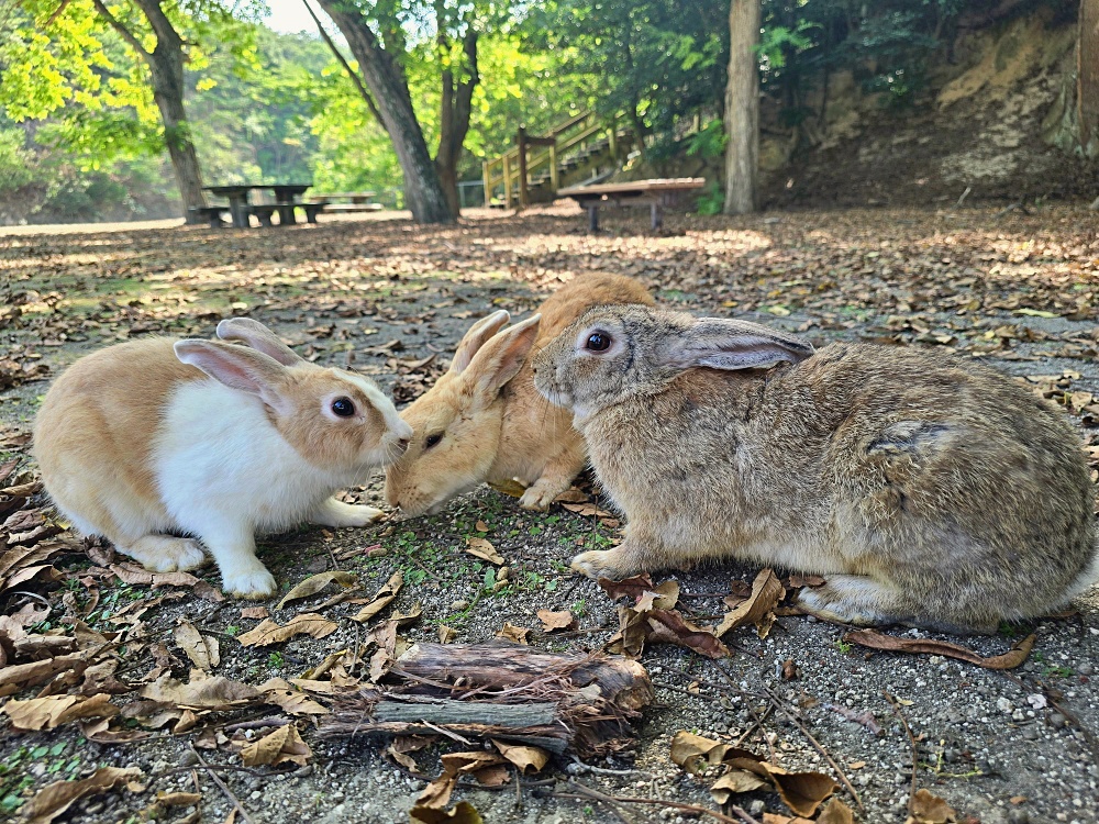 【廣島旅遊】廣島兔子島「大久野島休暇村住宿一泊二食」不跟團自駕坐船登島超EASY