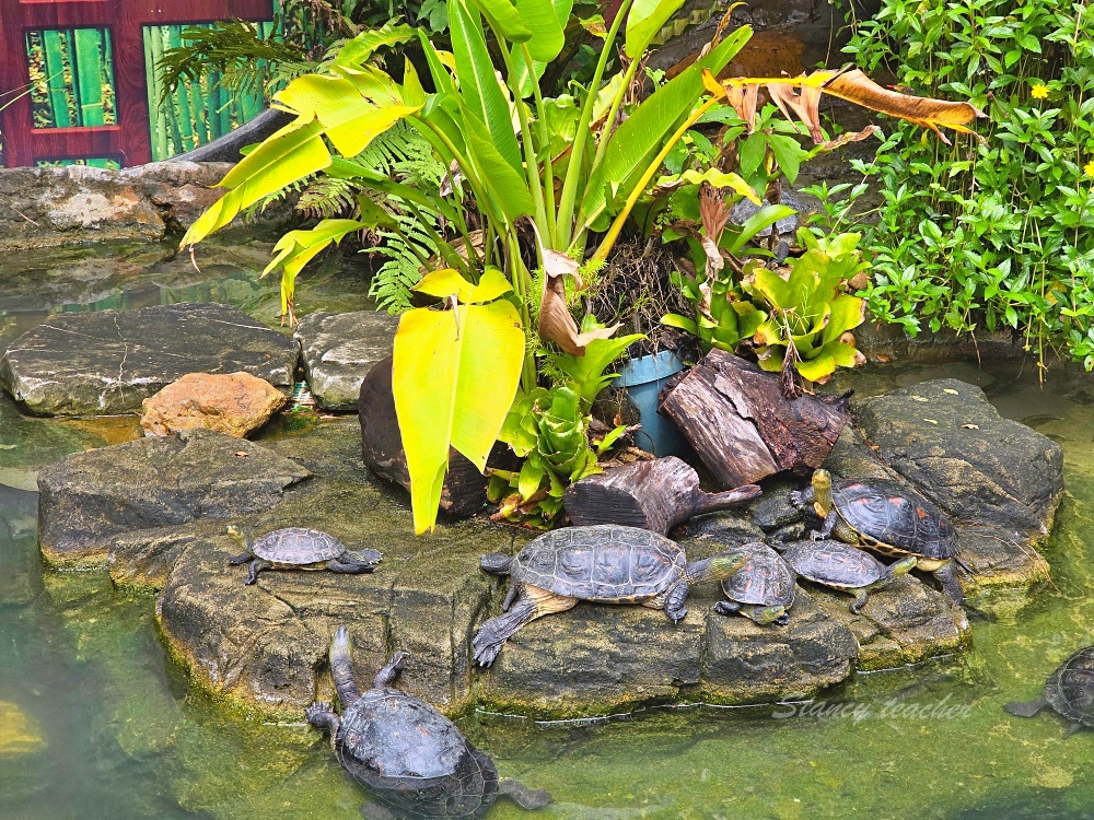 「香港海洋公園」香港海洋公園遊玩攻略一次搞定！動物園水族館山頂纜車一票玩到底