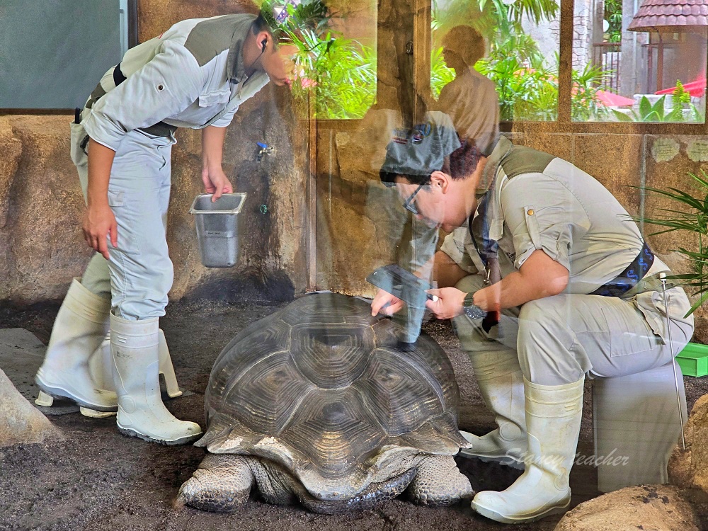 「香港海洋公園」香港海洋公園遊玩攻略一次搞定!動物園水族館山頂纜車一票玩到底 「香港海洋公園」香港海洋公園遊玩攻略一次搞定!動物園水族館山頂纜車一票玩到底