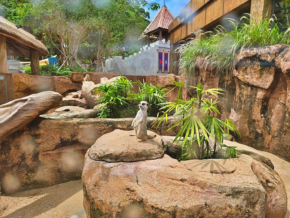 「香港海洋公園」香港海洋公園遊玩攻略一次搞定！動物園水族館山頂纜車一票玩到底