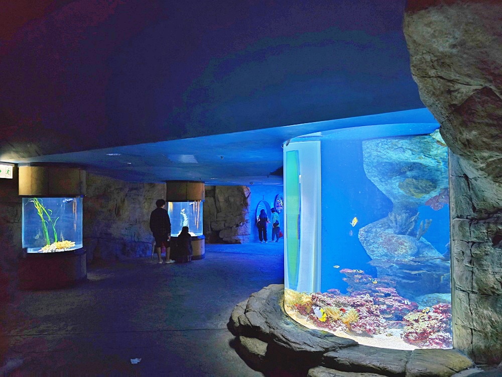 「香港海洋公園」香港海洋公園遊玩攻略一次搞定！動物園水族館山頂纜車一票玩到底
