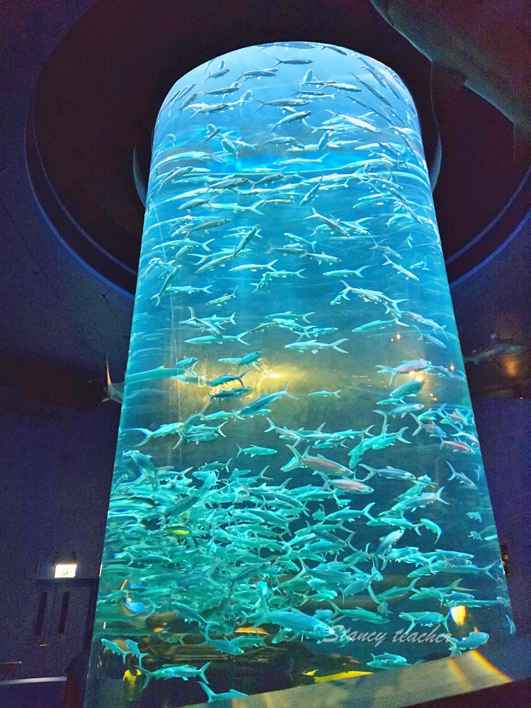 「香港海洋公園」香港海洋公園遊玩攻略一次搞定!動物園水族館山頂纜車一票玩到底 「香港海洋公園」香港海洋公園遊玩攻略一次搞定!動物園水族館山頂纜車一票玩到底