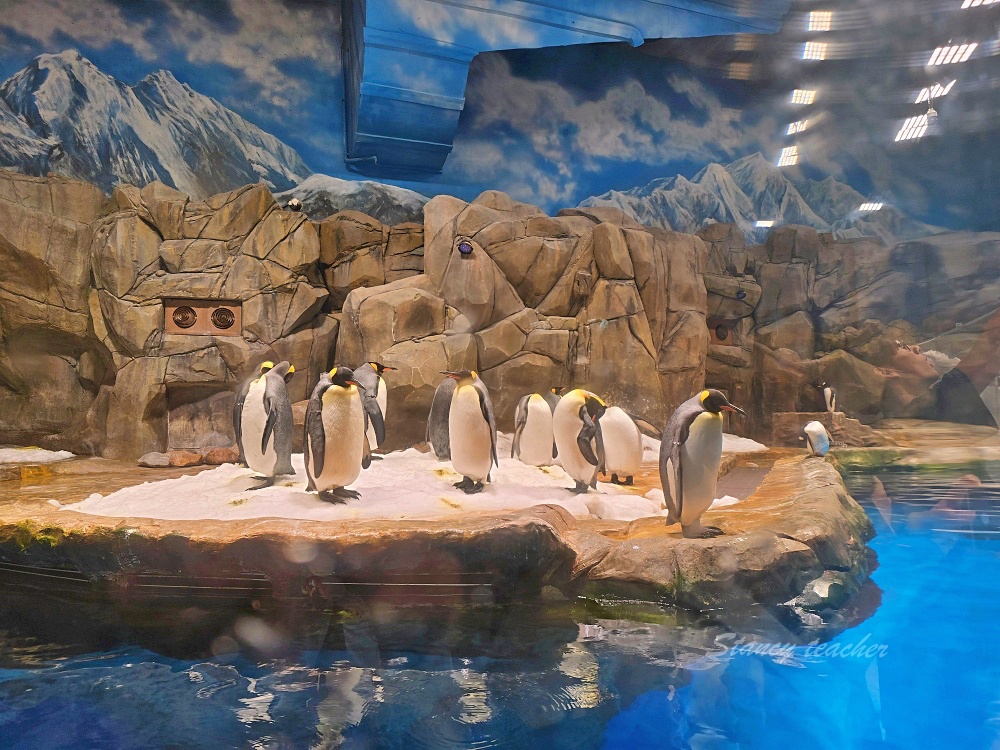 「香港海洋公園」香港海洋公園遊玩攻略一次搞定！動物園水族館山頂纜車一票玩到底