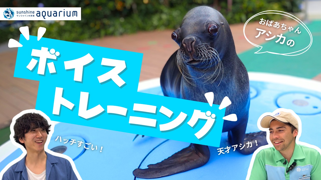 東京池袋陽光水族館攻略：必看景點、美食推薦與親子活動指南