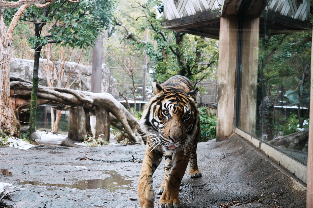 東京親子景點「東京上野動物園遊園攻略 」 門票、交通與餐廳美食推薦 東京親子景點「東京上野動物園遊園攻略 」 門票、交通與餐廳美食推薦