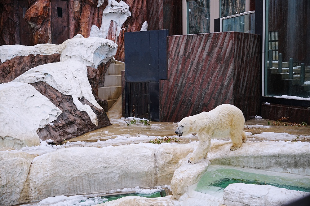 東京親子景點「東京上野動物園遊園攻略 」 門票、交通與餐廳美食推薦 東京親子景點「東京上野動物園遊園攻略 」 門票、交通與餐廳美食推薦