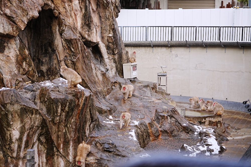 東京親子景點「東京上野動物園遊園攻略 」 門票、交通與餐廳美食推薦