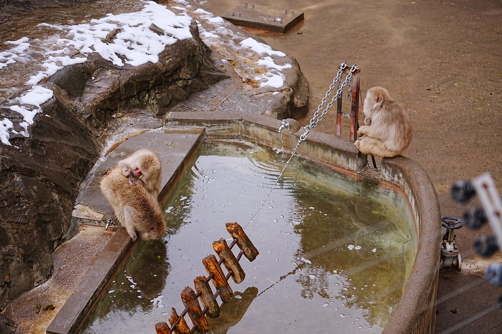 東京親子景點「東京上野動物園遊園攻略 」 門票、交通與餐廳美食推薦