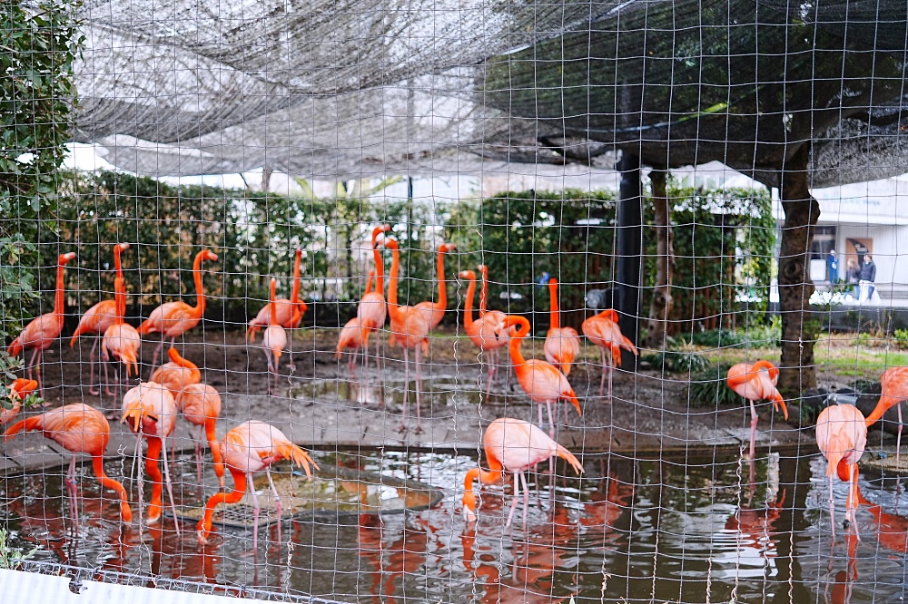 東京親子景點「東京上野動物園遊園攻略 」 門票、交通與餐廳美食推薦
