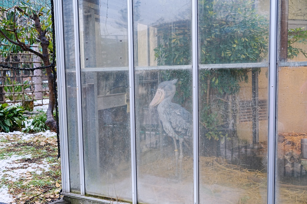 東京親子景點「東京上野動物園遊園攻略 」 門票、交通與餐廳美食推薦