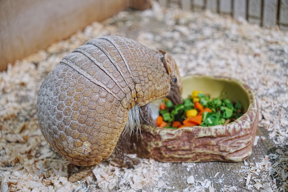 東京親子景點「東京上野動物園遊園攻略 」 門票、交通與餐廳美食推薦 東京親子景點「東京上野動物園遊園攻略 」 門票、交通與餐廳美食推薦