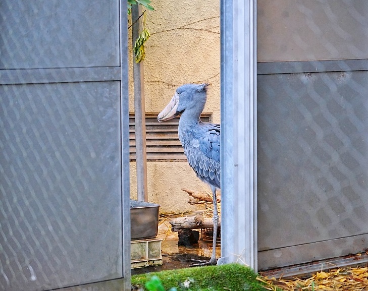 東京親子景點「東京上野動物園遊園攻略 」 門票、交通與餐廳美食推薦 東京親子景點「東京上野動物園遊園攻略 」 門票、交通與餐廳美食推薦