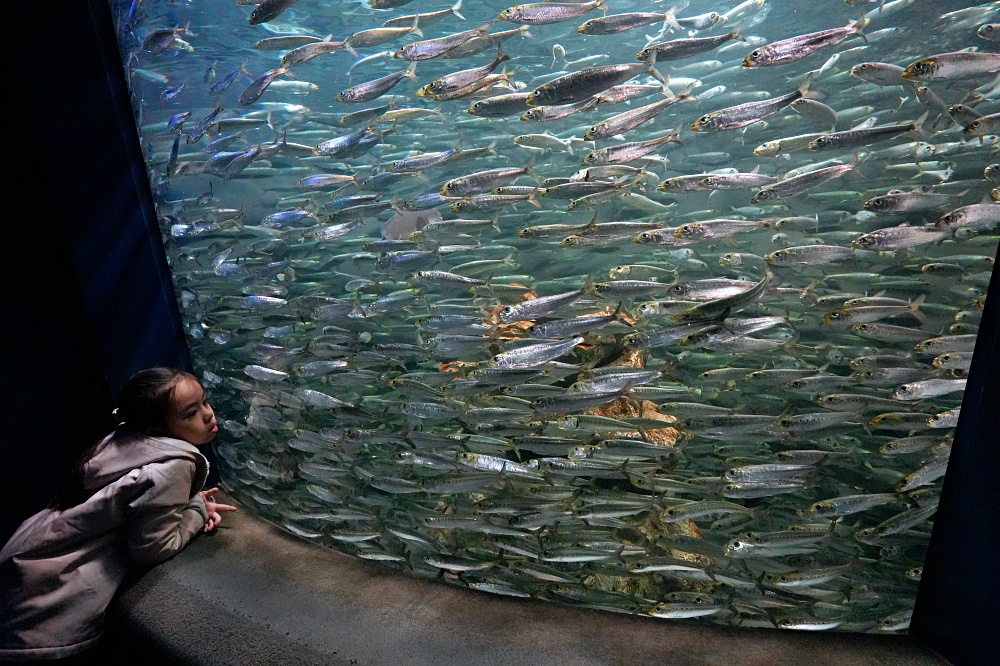 東京池袋陽光水族館攻略：必看景點、美食推薦與親子活動指南