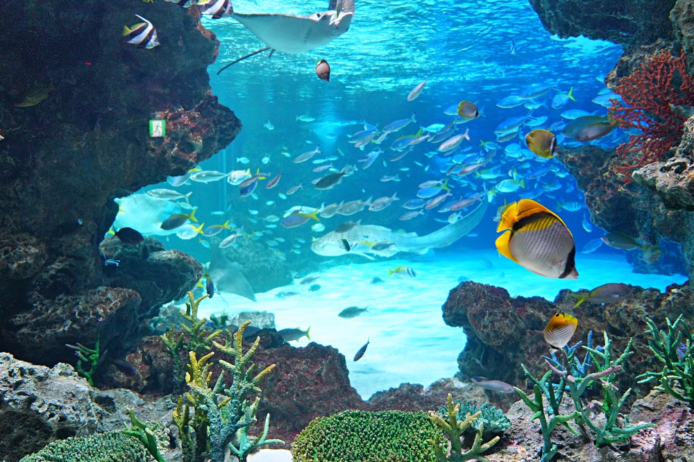 東京池袋陽光水族館攻略：必看景點、美食推薦與親子活動指南