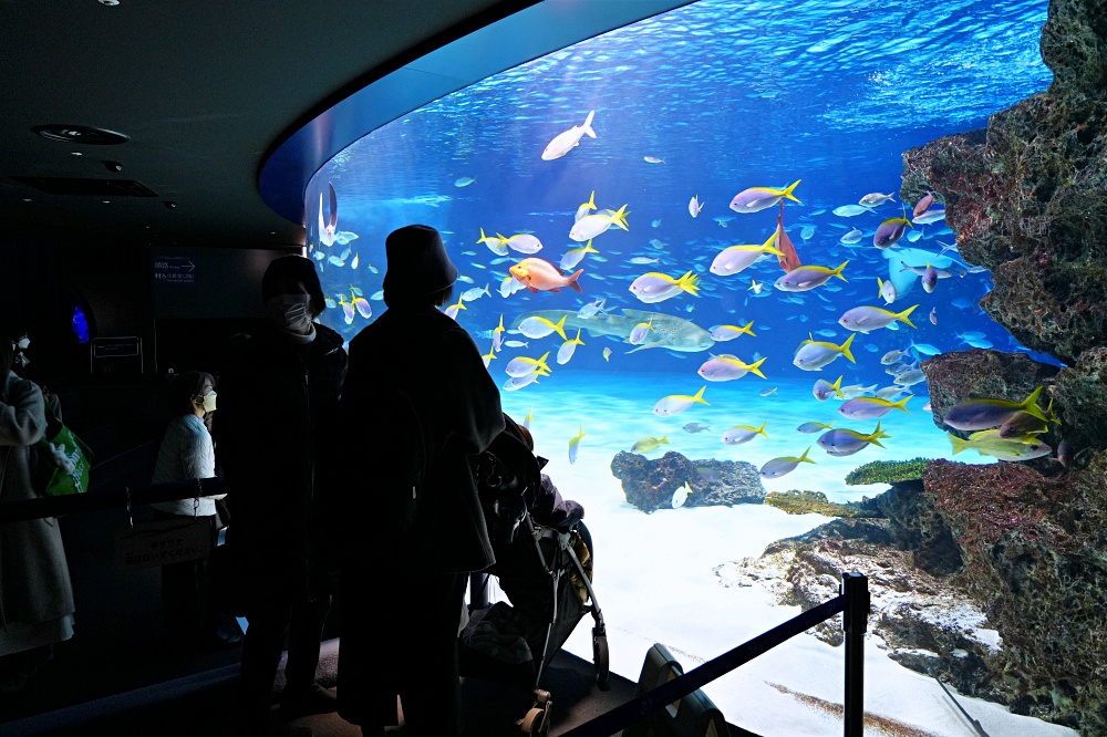 東京池袋陽光水族館攻略：必看景點、美食推薦與親子活動指南