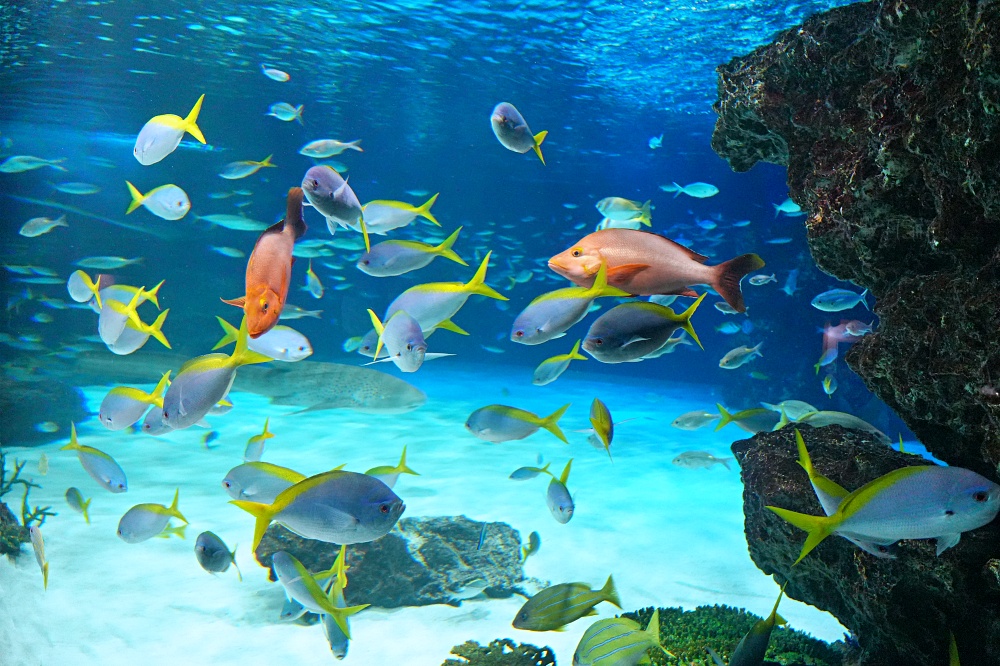 東京池袋陽光水族館攻略：必看景點、美食推薦與親子活動指南