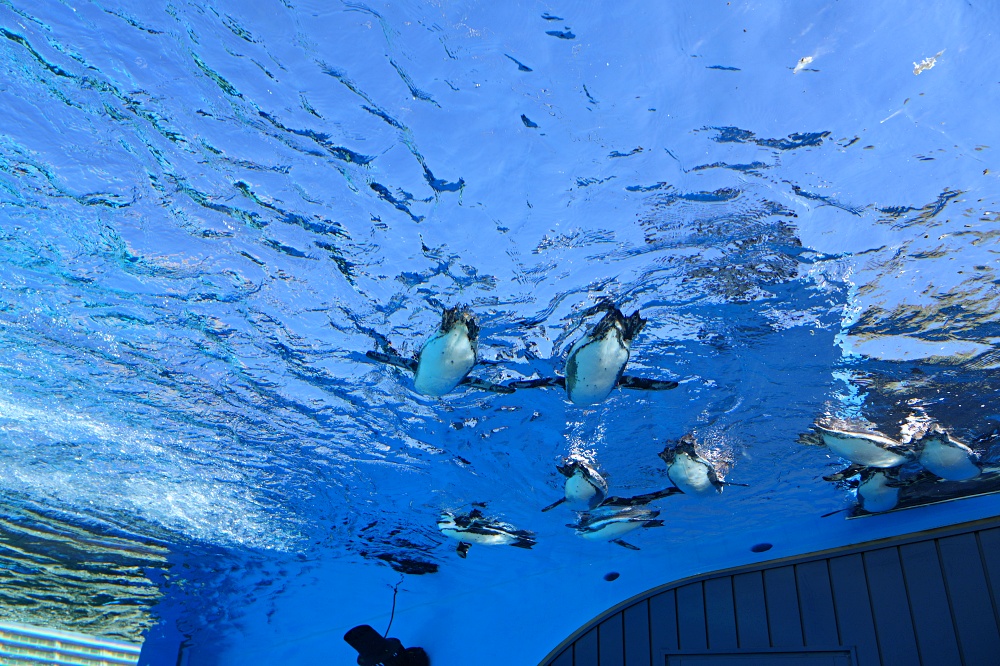 東京池袋陽光水族館攻略：必看景點、美食推薦與親子活動指南