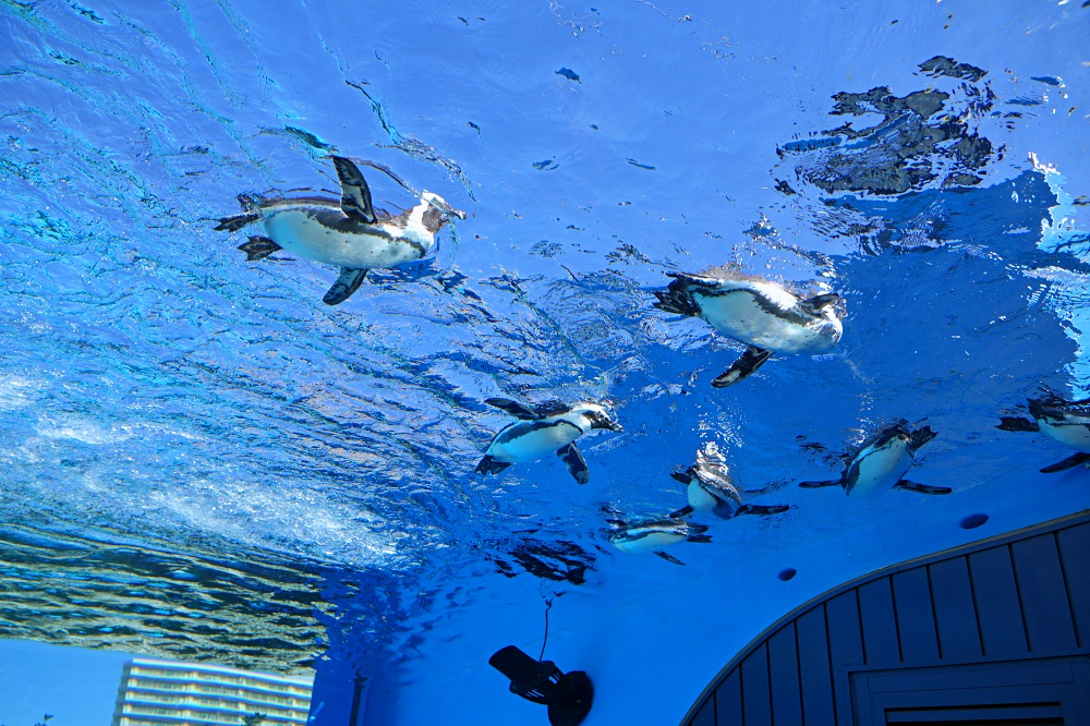 東京池袋陽光水族館攻略：必看景點、美食推薦與親子活動指南 @Stancy Teacher 美味異想世界