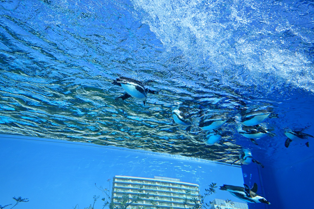 東京池袋陽光水族館攻略：必看景點、美食推薦與親子活動指南