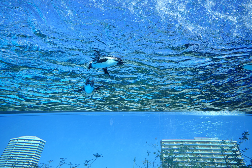 東京池袋陽光水族館攻略：必看景點、美食推薦與親子活動指南