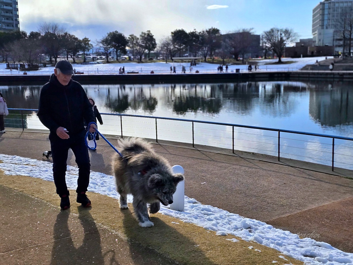 富山線「富岩運河環水公園」全攻略，竟然還有世界最美星巴克在雪中童話世界！