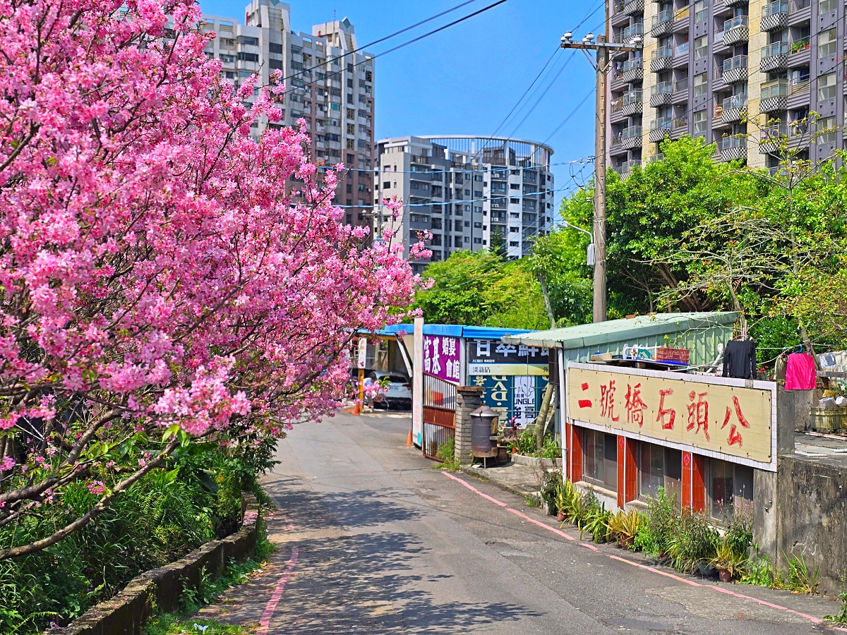 淡水新市鎮櫻花「北投子溪櫻花生態步道」淡水中山北路二號橋石頭公免費櫻花