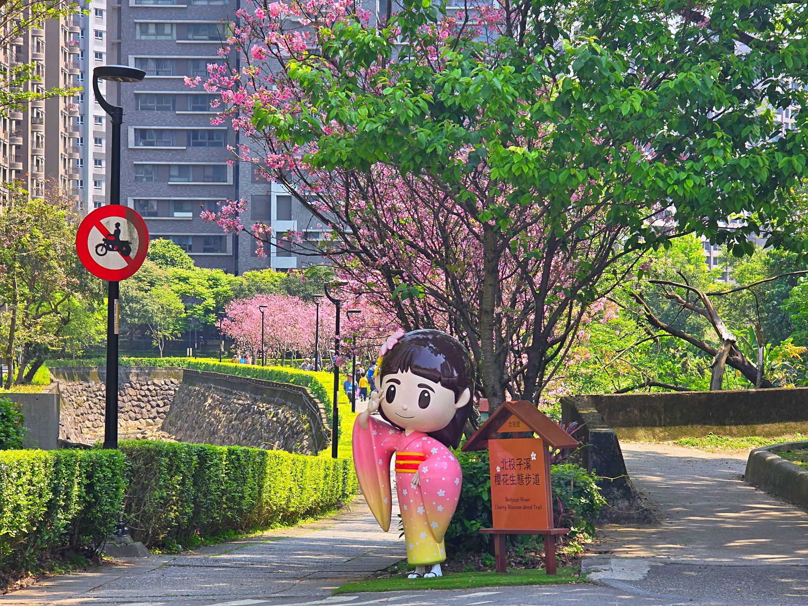 淡水新市鎮櫻花「北投子溪櫻花生態步道」淡水中山北路二號橋石頭公免費櫻花