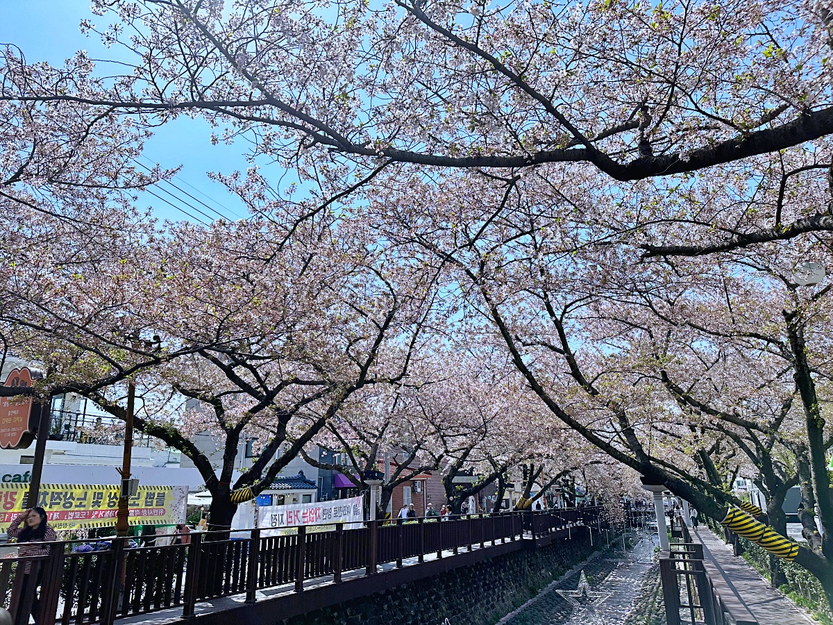 「余佐川羅曼史橋」釜山賞櫻必去景點免費賞櫻步道IG打卡美到爆 「余佐川羅曼史橋」釜山賞櫻必去景點免費賞櫻步道IG打卡美到爆