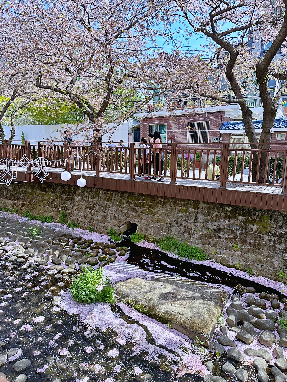 「余佐川羅曼史橋」釜山賞櫻必去景點免費賞櫻步道IG打卡美到爆