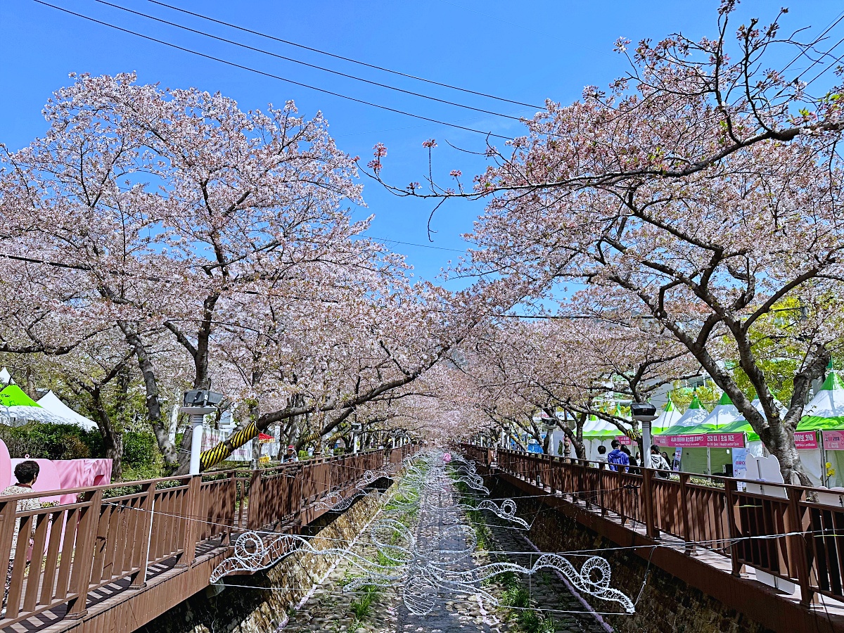 「余佐川羅曼史橋」釜山賞櫻必去景點免費賞櫻步道IG打卡美到爆 @Stancy Teacher 美味異想世界