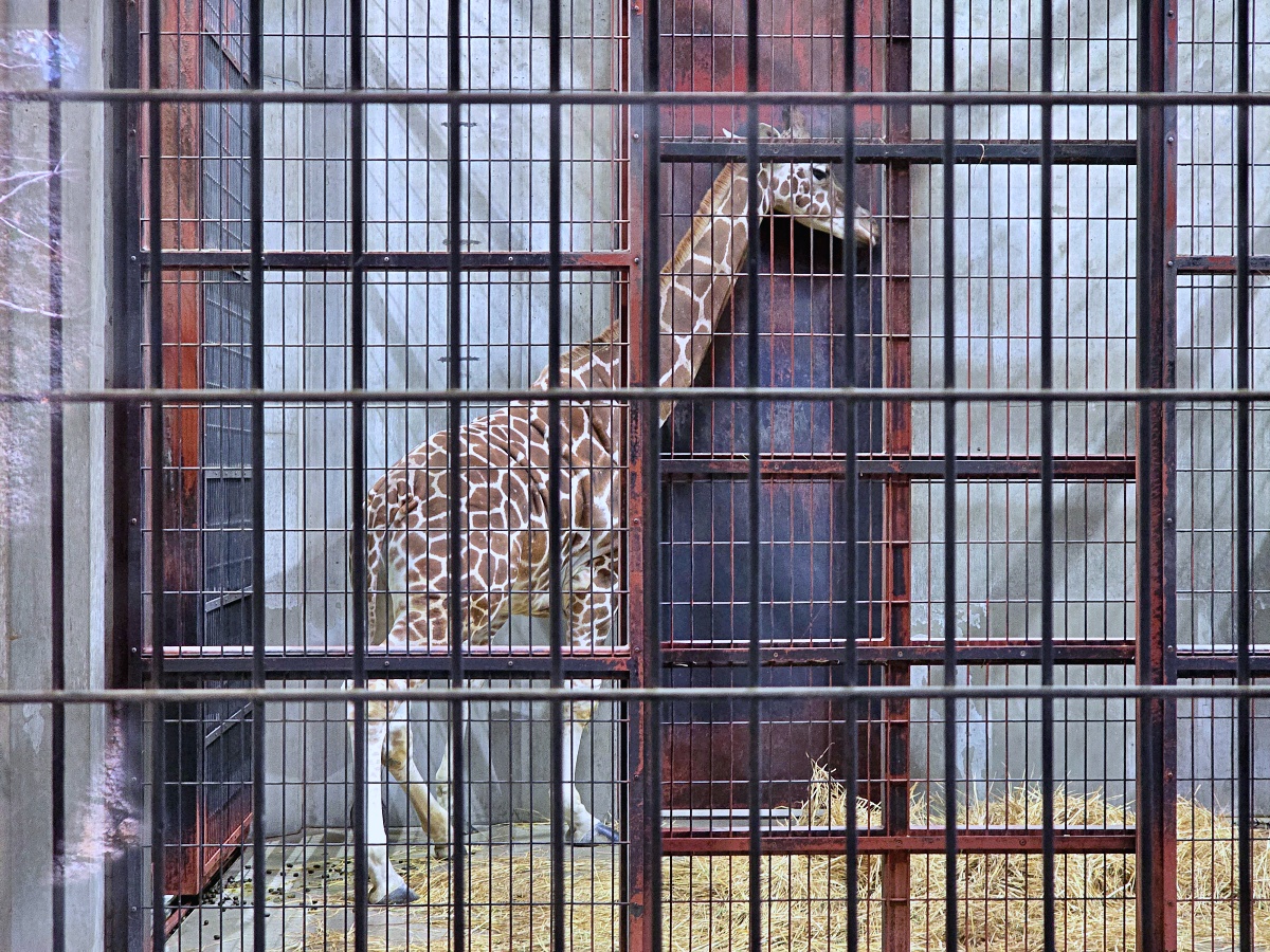 【仙台旅遊】八木山動物園仙台親子自由行必去城市裡最古老的動物園