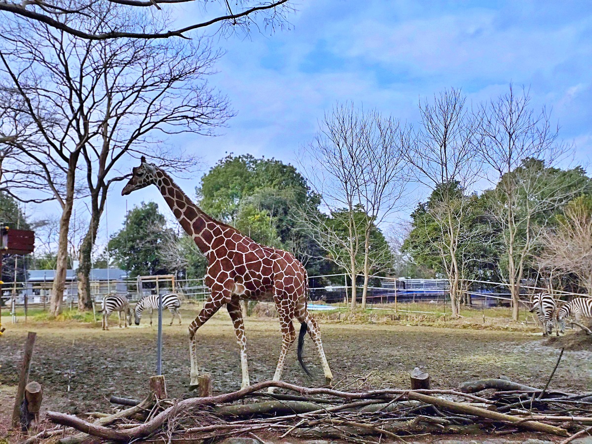 【仙台旅遊】八木山動物園仙台親子自由行必去城市裡最古老的動物園