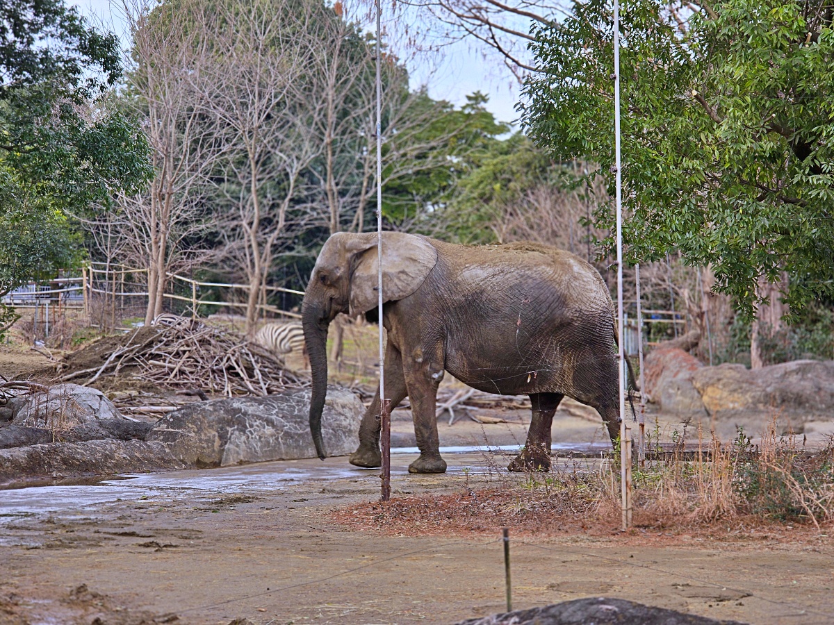 【仙台旅遊】八木山動物園仙台親子自由行必去城市裡最古老的動物園