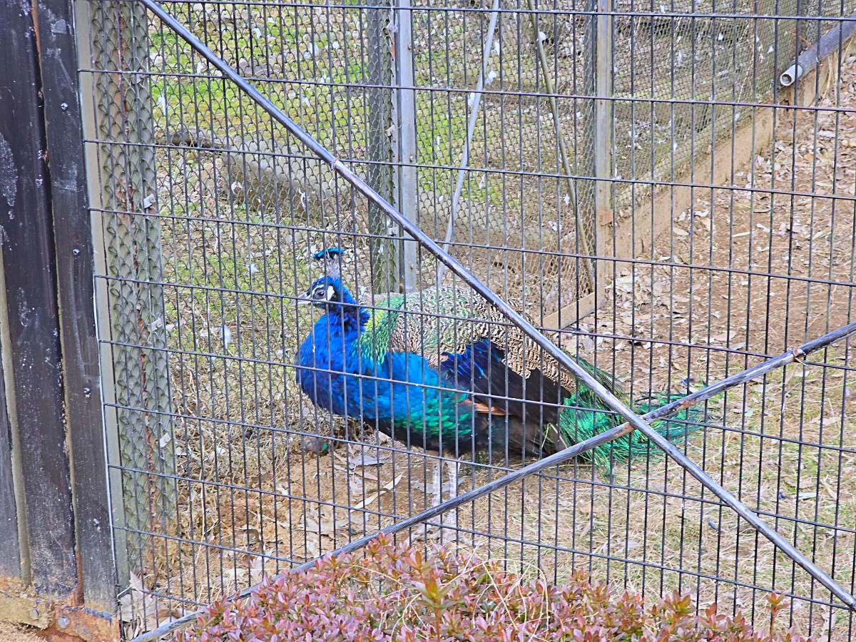 【仙台旅遊】八木山動物園仙台親子自由行必去城市裡最古老的動物園