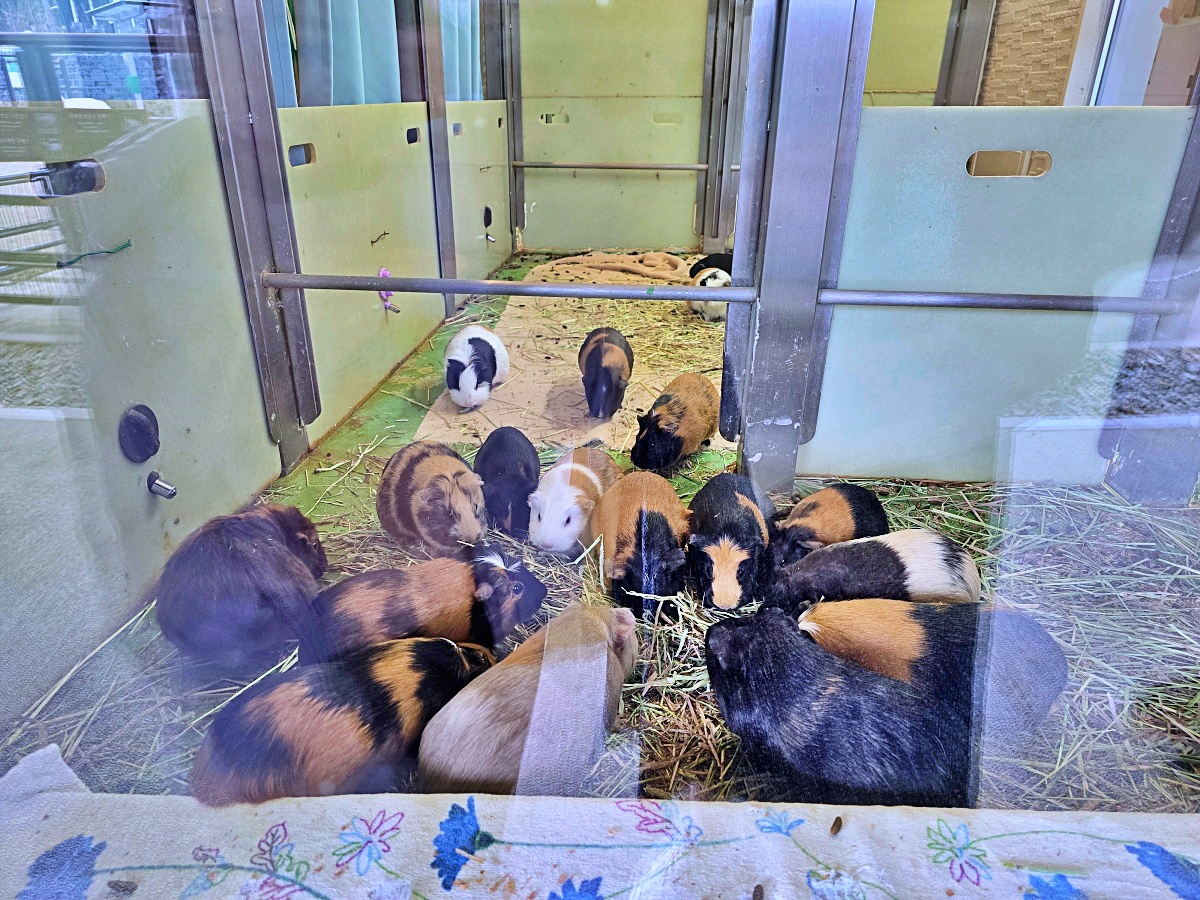 【仙台旅遊】八木山動物園仙台親子自由行必去城市裡最古老的動物園